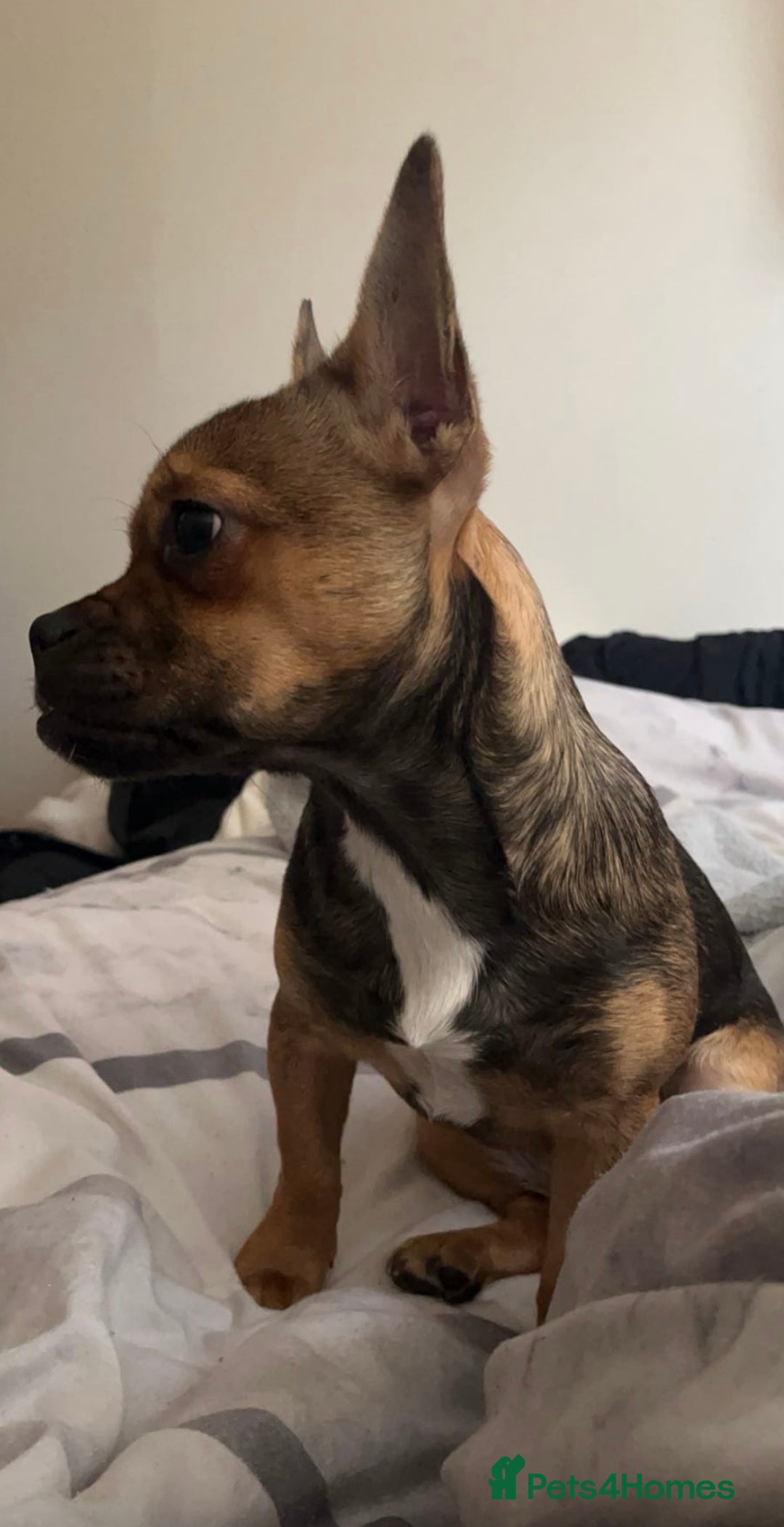 French Bulldog dogs for sale: French bulldog cross puppies  - Advert 13