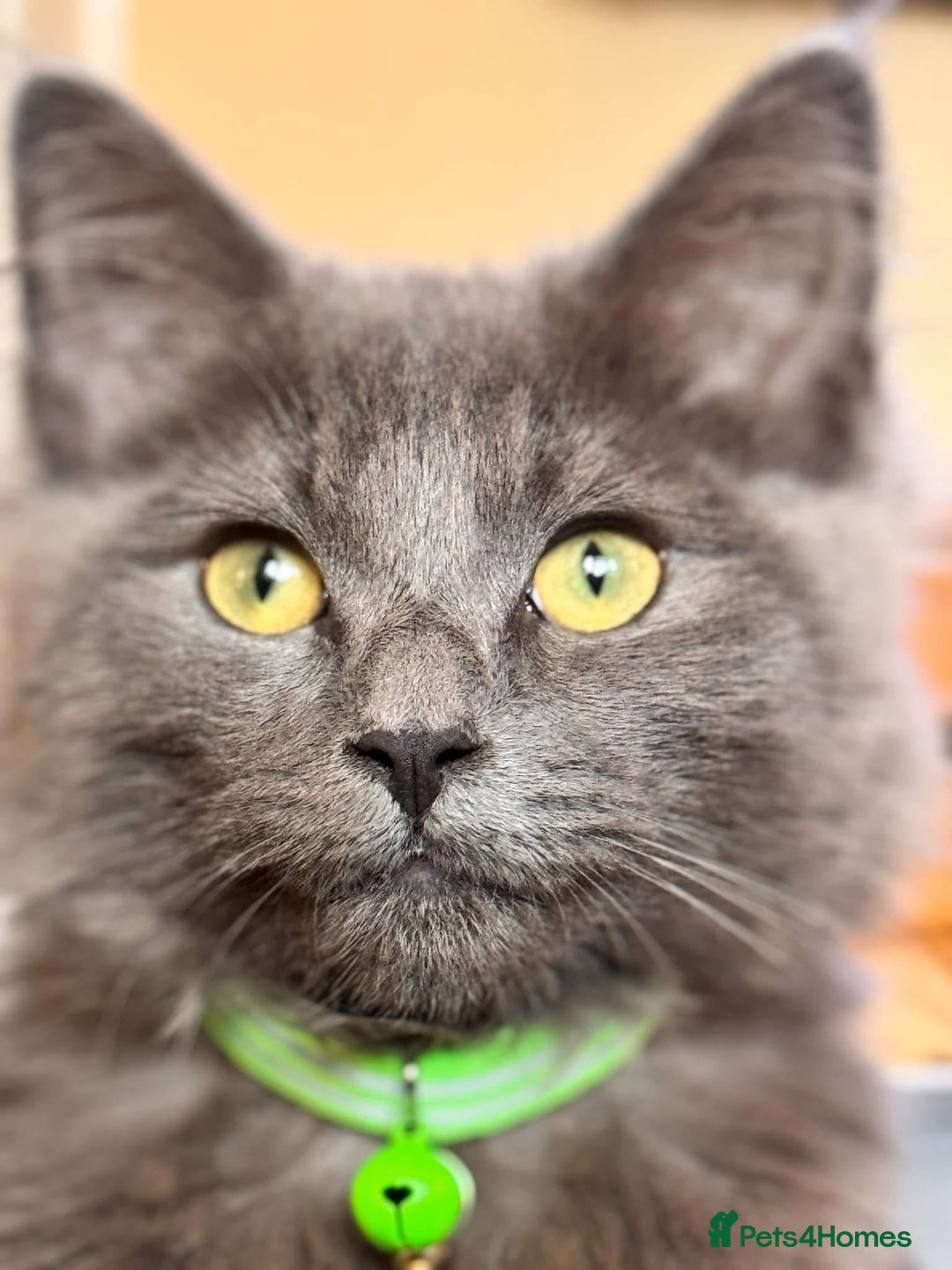 Maine Coon cats for sale: Maine coon  - Advert 3