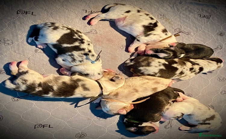 Australian Shepherd dogs - Advert 1
