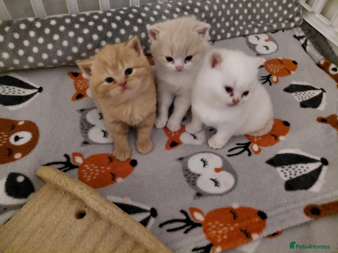 British Shorthair cats for sale: British shorthair kittens - Advert 9