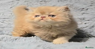 Persian cats - Advert 2
