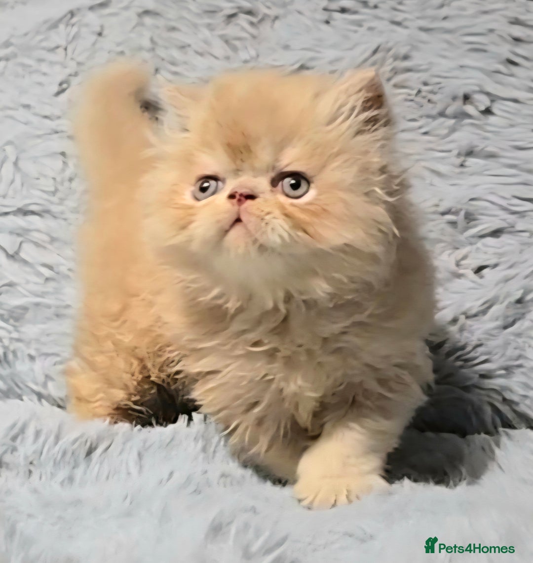 Persian cats for sale: GCCF REGISTERED KITTENS CHAMPION LINES - Image 2