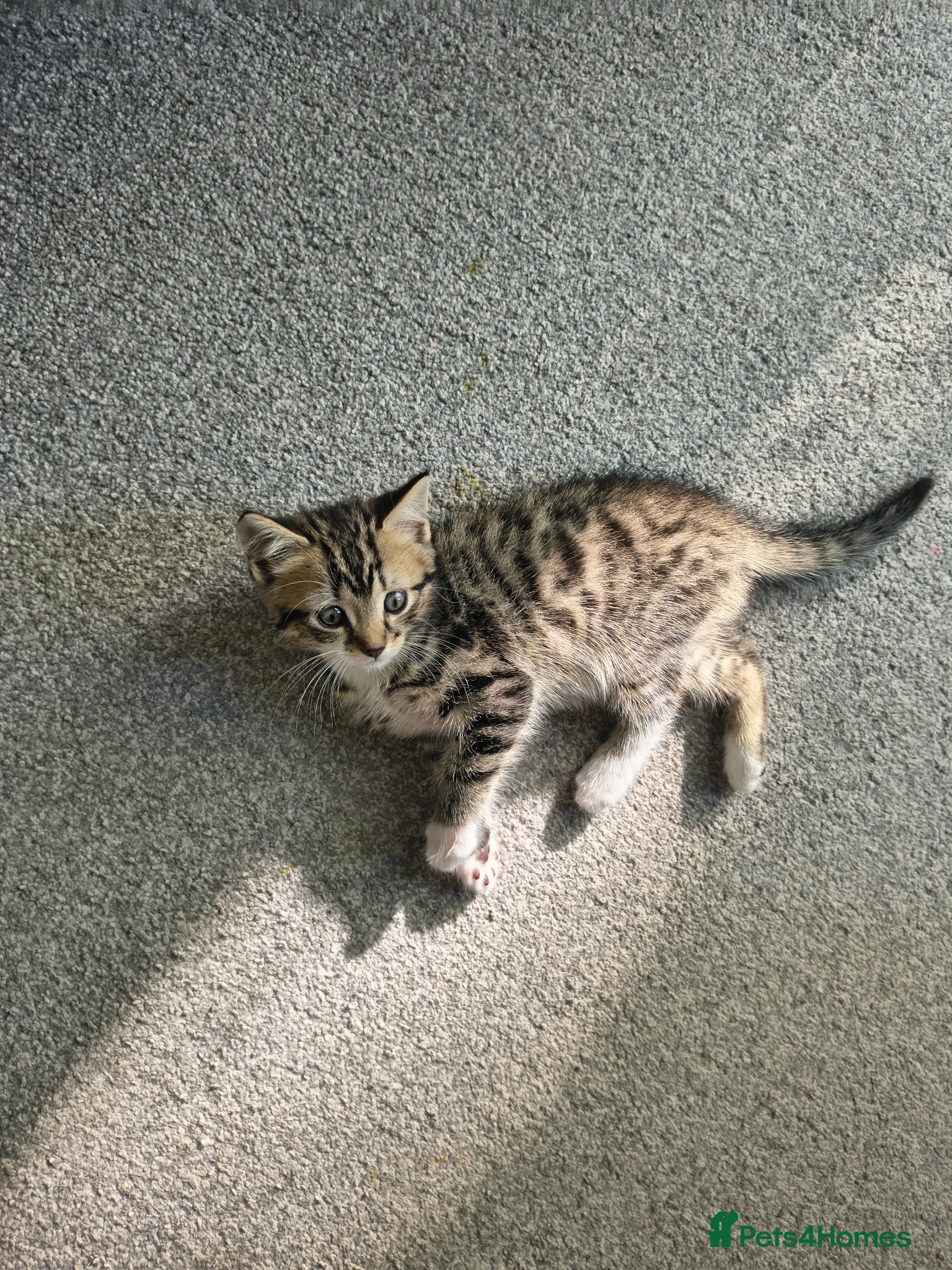 British Shorthair cats 1cute kitten boy are looking for a new owner - Advert 6