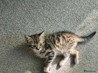 British Shorthair cats 1cute kitten boy are looking for a new owner - Advert 6