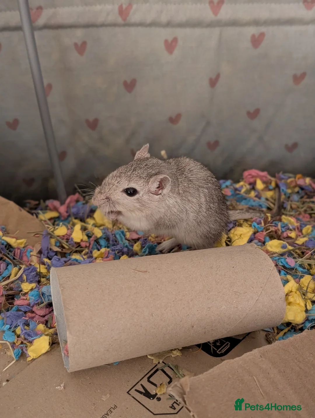 Gerbil rodents for sale: Two gorgeous gerbils  - Advert 2