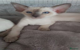 Oriental cats for sale: Full Pedigree Oriental 6 Kittens XL size ears GCCF - Image 3
