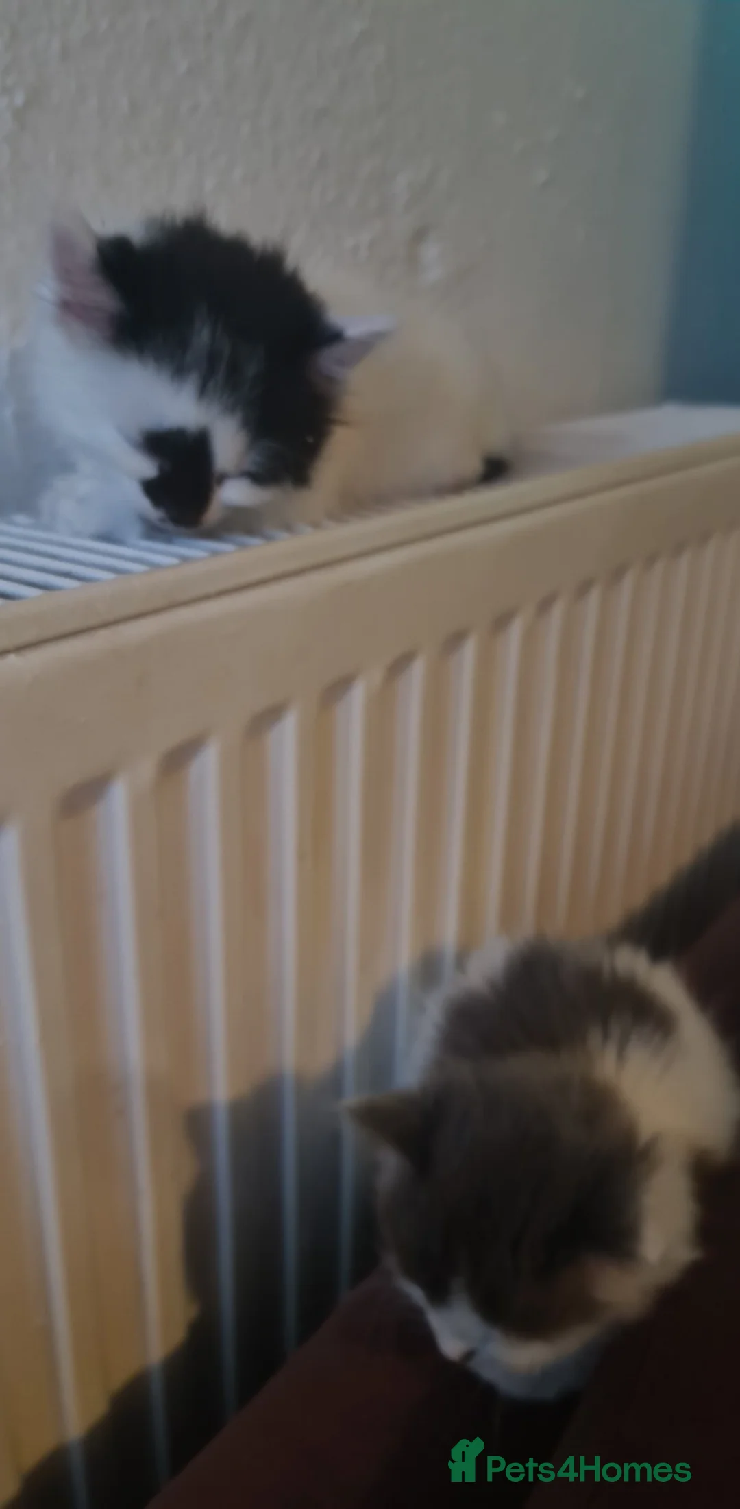 Siberian cats for sale: Kittens - Advert 2