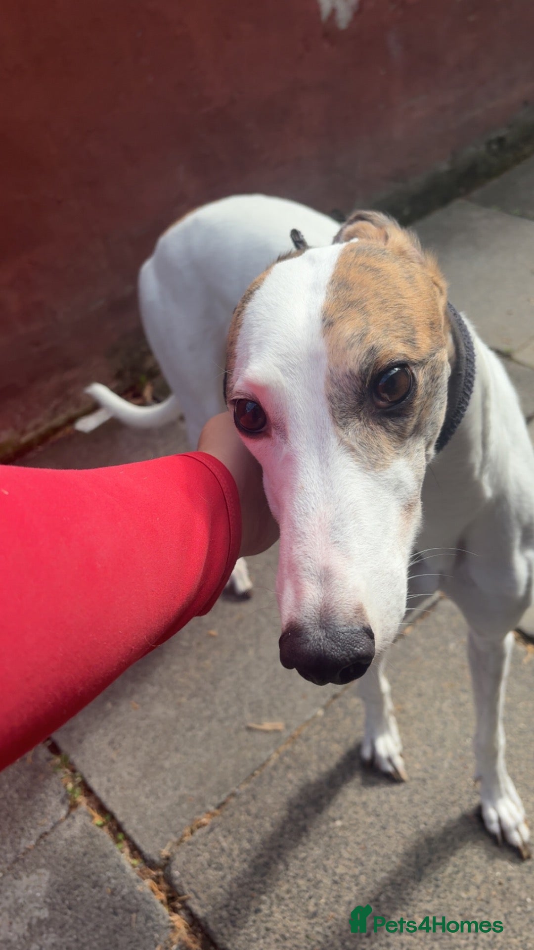 Greyhound dogs Knockduff Lenson - Advert 13