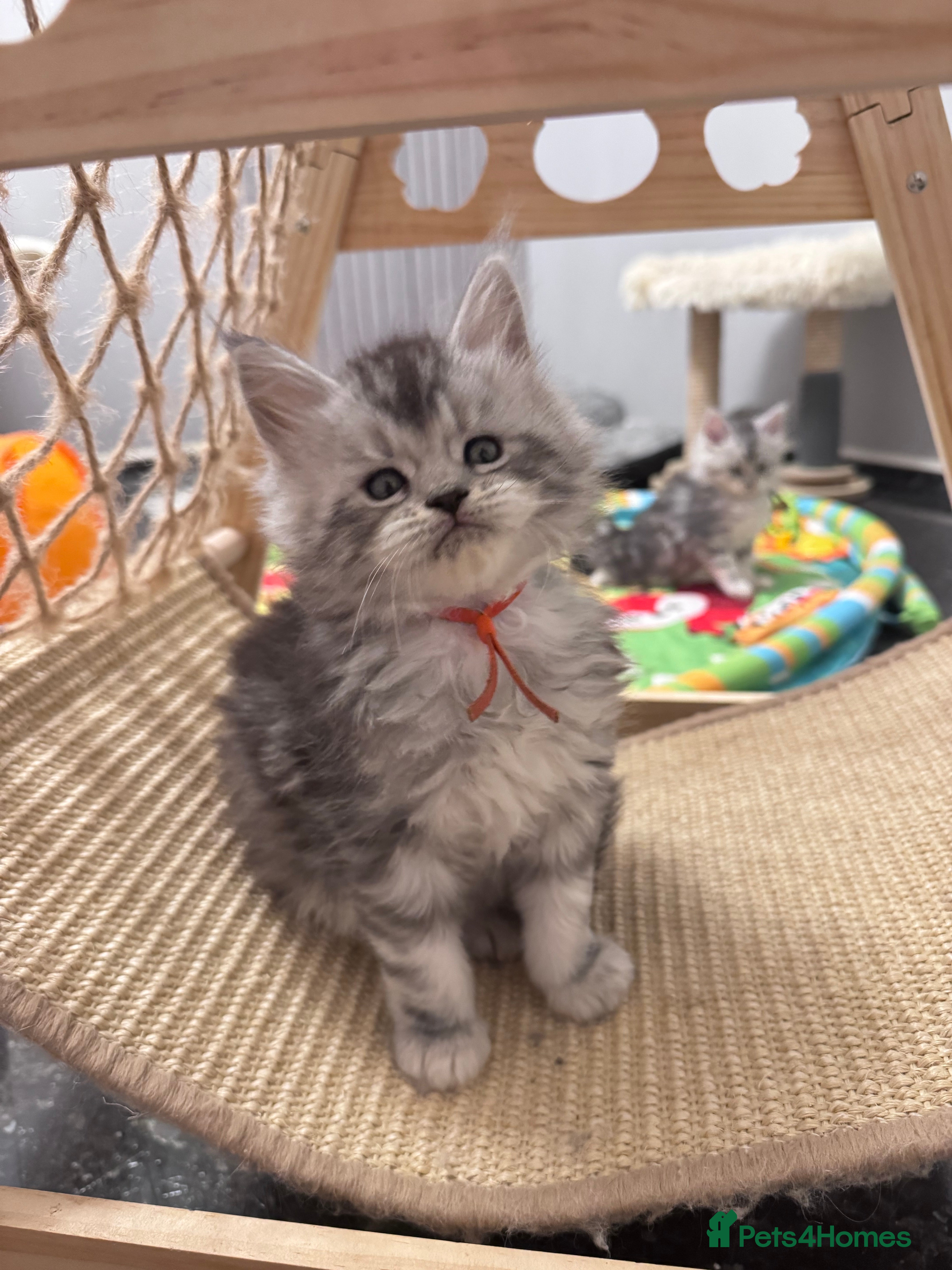 Maine Coon cats 🌟🌟Beautiful Maine Coon kittens🌟🌟 - Advert 3