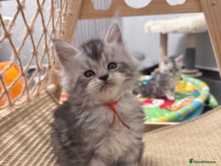 Maine Coon cats 🌟🌟Beautiful Maine Coon kittens🌟🌟 - Advert 3