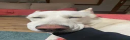 German Shepherd dogs for sale: White German Shepherd Dog 6 Years Old - Advert 3