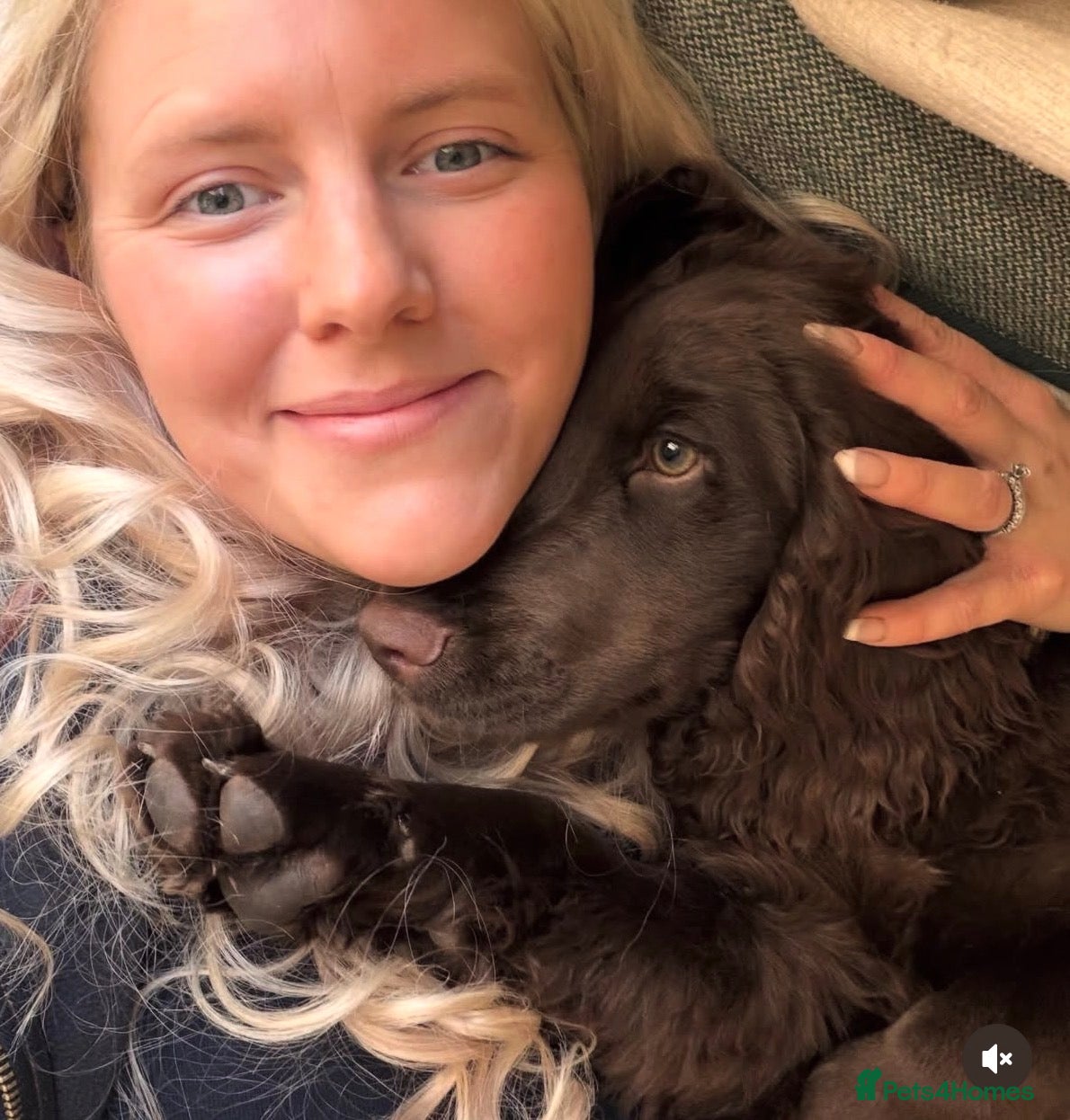 Cocker Spaniel dogs Beautiful boy remaining Cocker Spaniel Puppies  - Advert 16