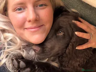 Cocker Spaniel dogs Beautiful boy remaining Cocker Spaniel Puppies - Advert 16