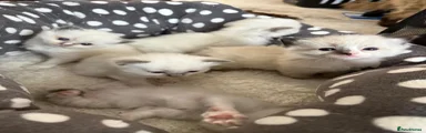 Ragdoll Kitten 1
