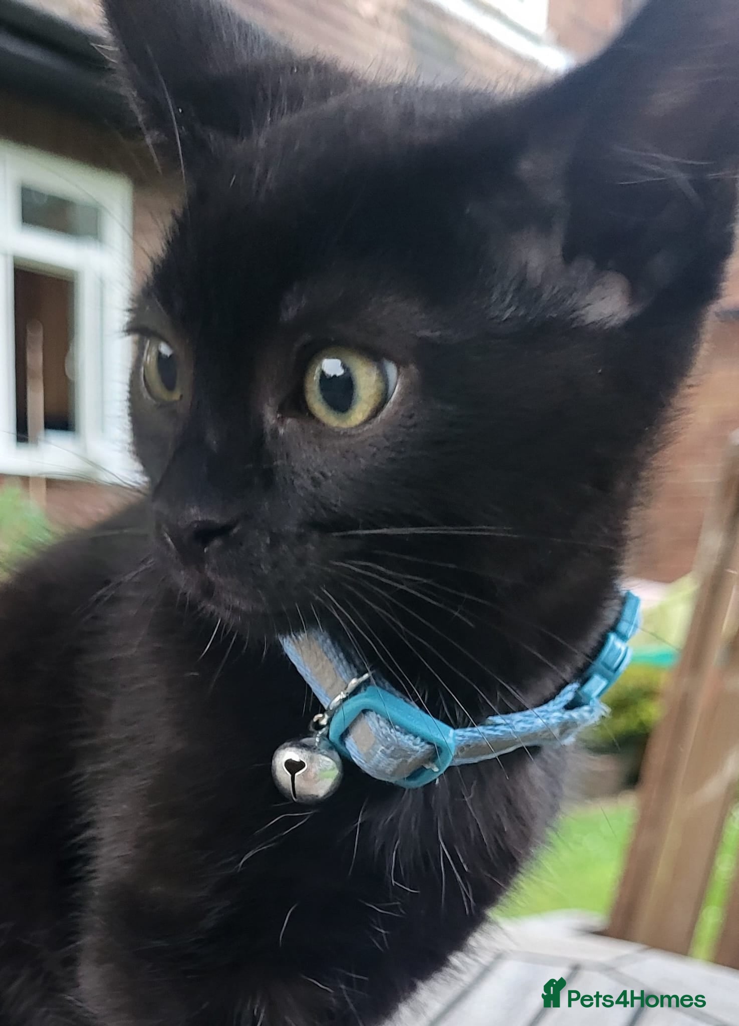 Mixed Breed cats Adorable and playful black boy kitten - Advert 8