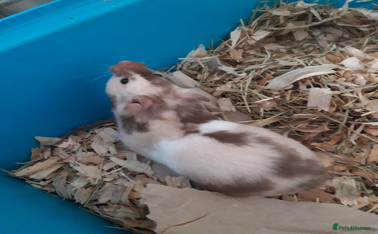 Hamster rodents in Manchester - Advert 15
