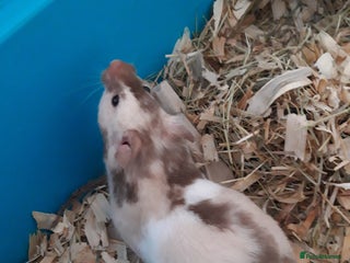 Hamster rodents in Manchester - Advert 28