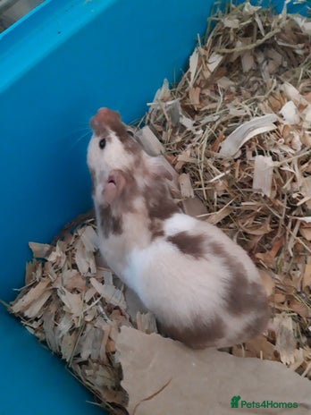 Hamster rodents in Manchester - Advert 15