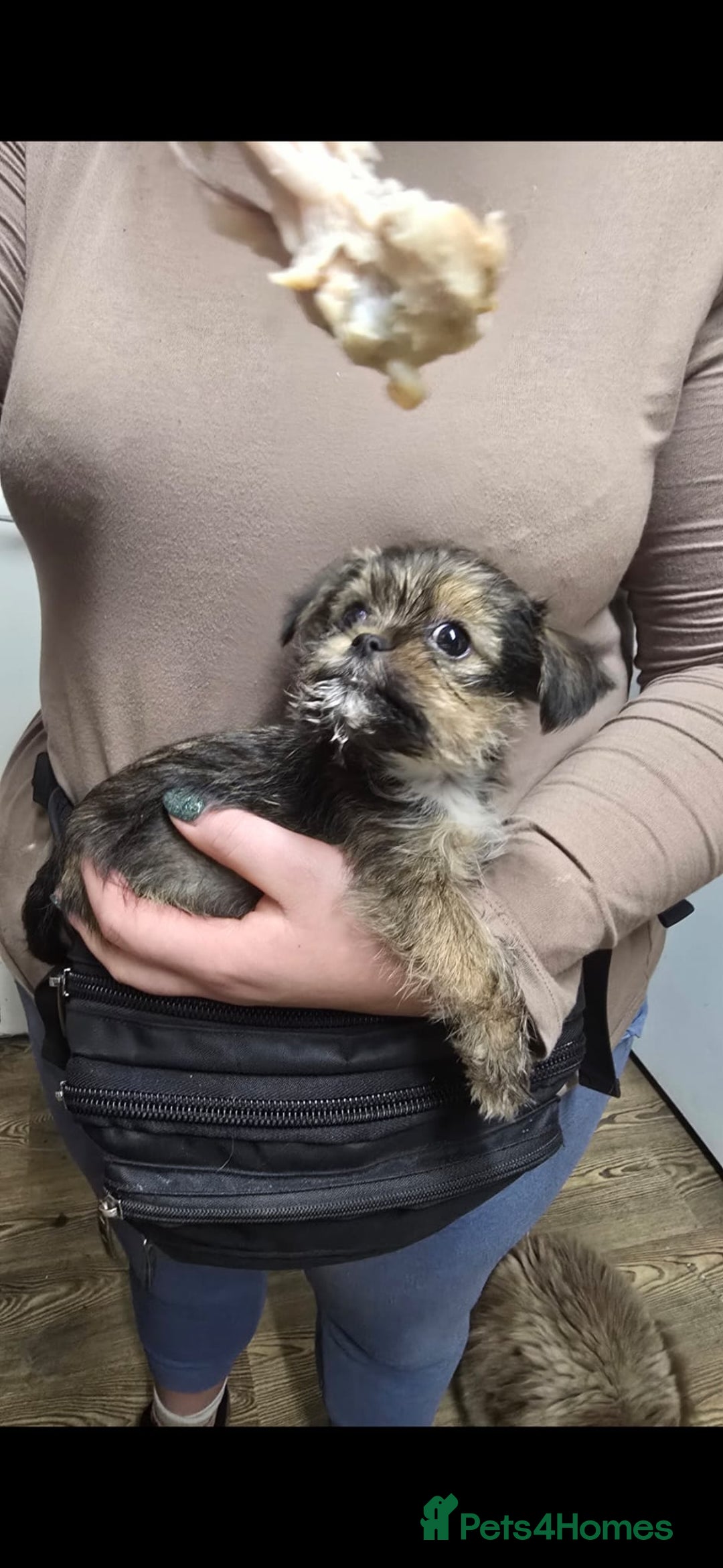 Mixed Breed dogs for sale: Lovely shih tzu x chihouha puppy - Advert 7
