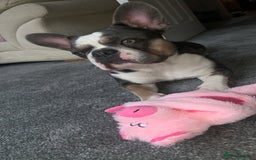 French Bulldog dogs for sale: 3YearOld Female French Bulldog - Image 1