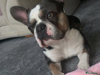 French Bulldog dogs - Advert 23