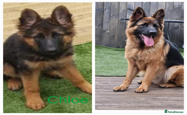 German Shepherd dogs - Advert 2