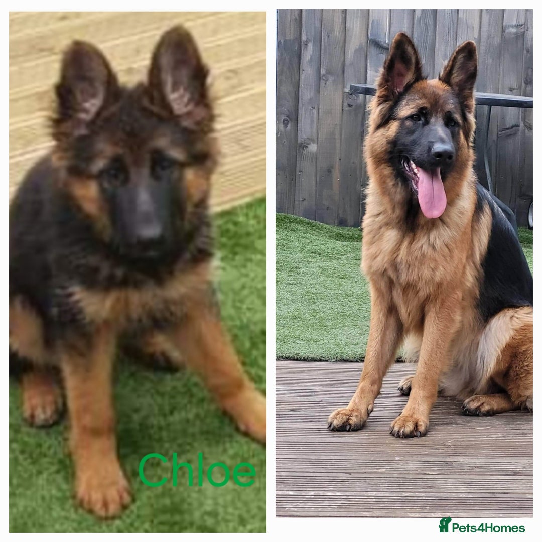 German Shepherd dogs for sale: German shepherd puppies  - Image 1