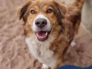 Mixed Breed dogs Meet Pongo, currently residing in Cheshire in Nantwich - Advert 22