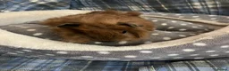 Guinea Pig rodents for sale: Lots of lovely baby girls and boys - Advert 5