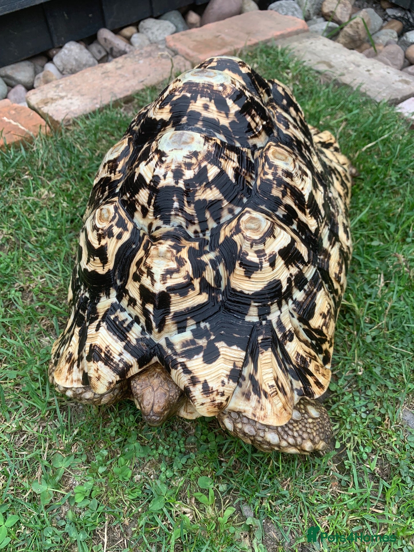Tortoise reptiles LEOPARD TORTOISE FEMALE 5 YEARS OLD - Advert 16