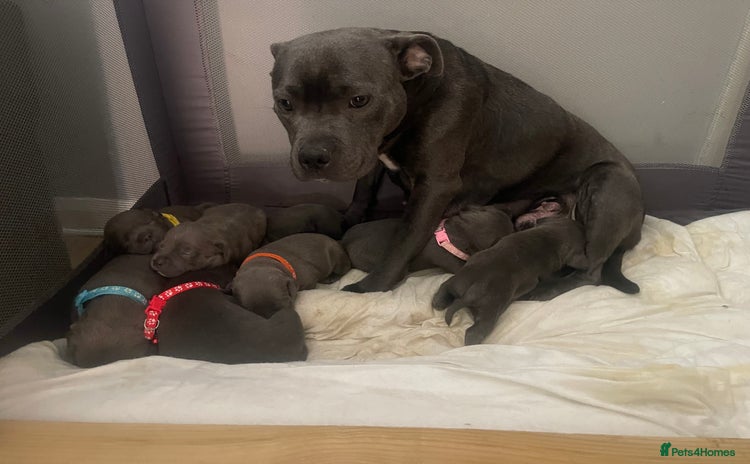 Staffordshire Bull Terrier dogs - Advert 1