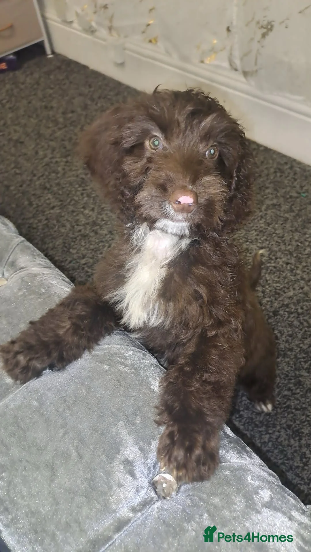 Cockapoo dogs for sale: Miss  in Keighley - Advert 1