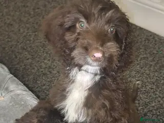 Cockapoo dogs Miss - Advert 12