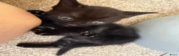Mixed Breed cats for sale: 4 beautiful kittens  - Advert 7