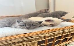 British Shorthair cats for sale: Adorable british shorthair kittens - Image 3