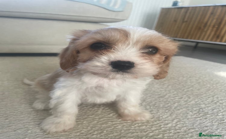Cavachon dogs - Advert 13