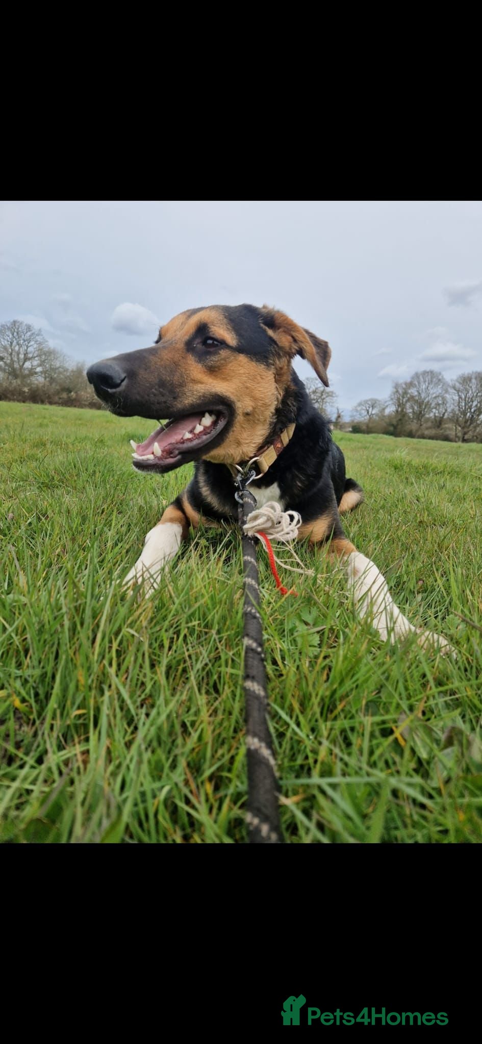 Mixed Breed dogs 💙BRUNO💙- Yours And Your Other Dog Best Friend - Advert 1