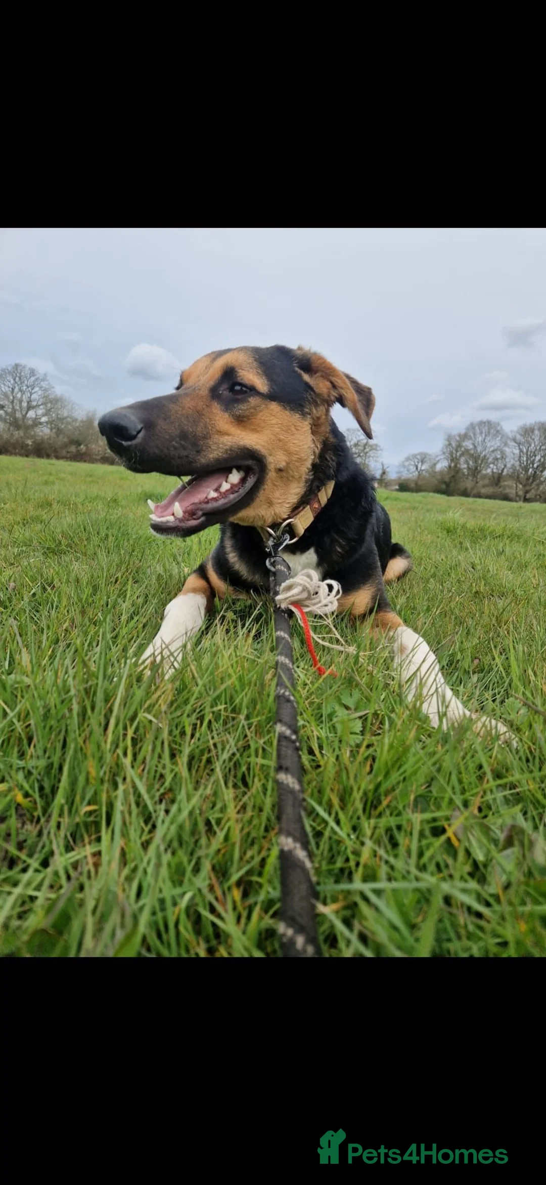 Mixed Breed dogs for adoption: 💙BRUNO💙- Yours And Your Other Dog Best Friend in Woking - Advert 1