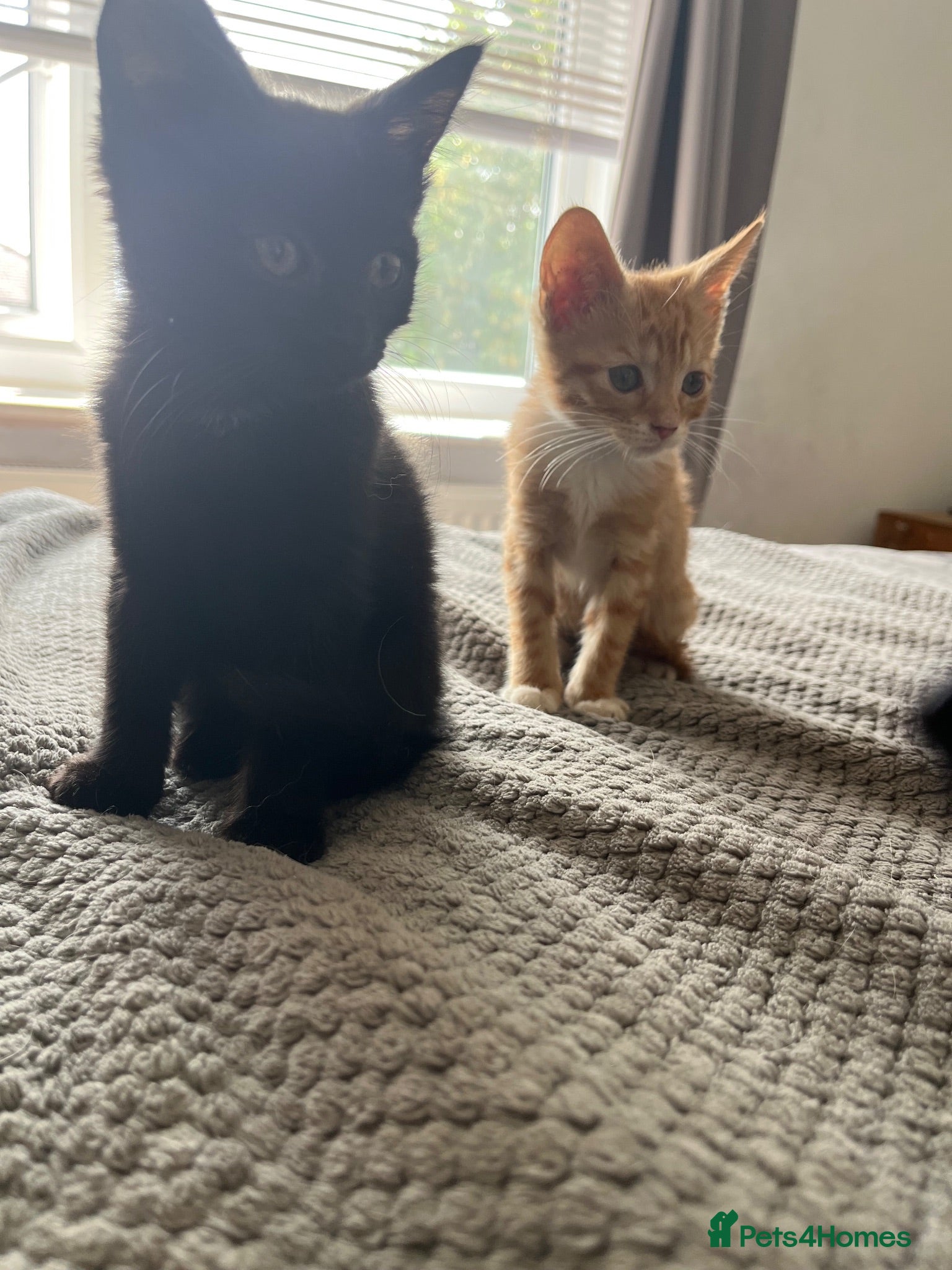 Mixed Breed cats 3 kittens for sale ready for new home  - Advert 2