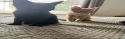 Mixed Breed cats for sale: 3 kittens for sale ready for new home  - Advert 1
