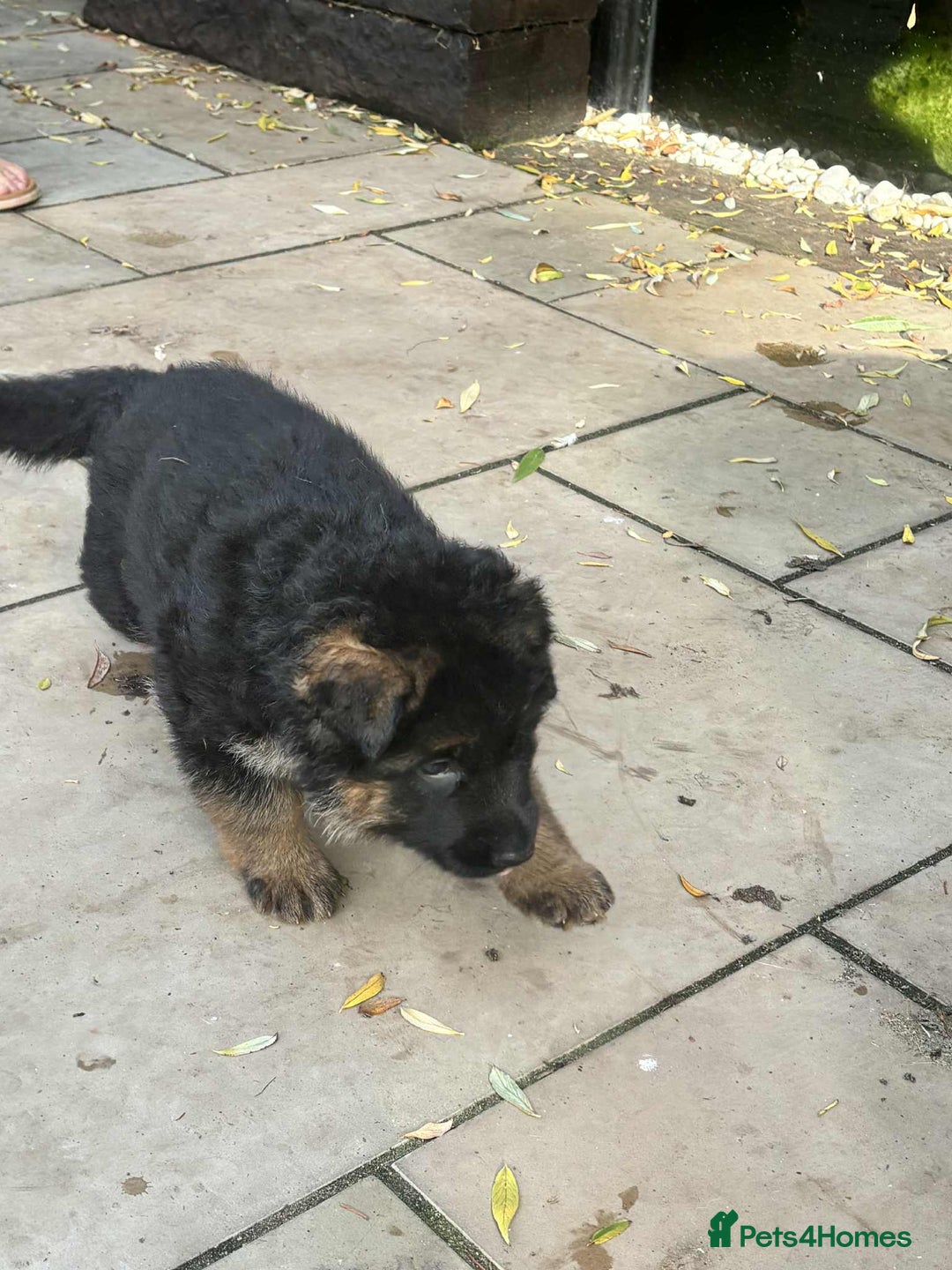 German Shepherd dogs for sale: German Shepherd Puppies KC registered - Image 8