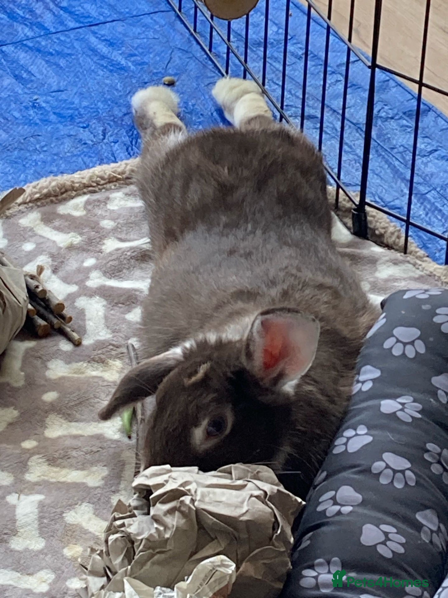 Mixed Breed rabbits lop mixed rabbit (hop) - Advert 1