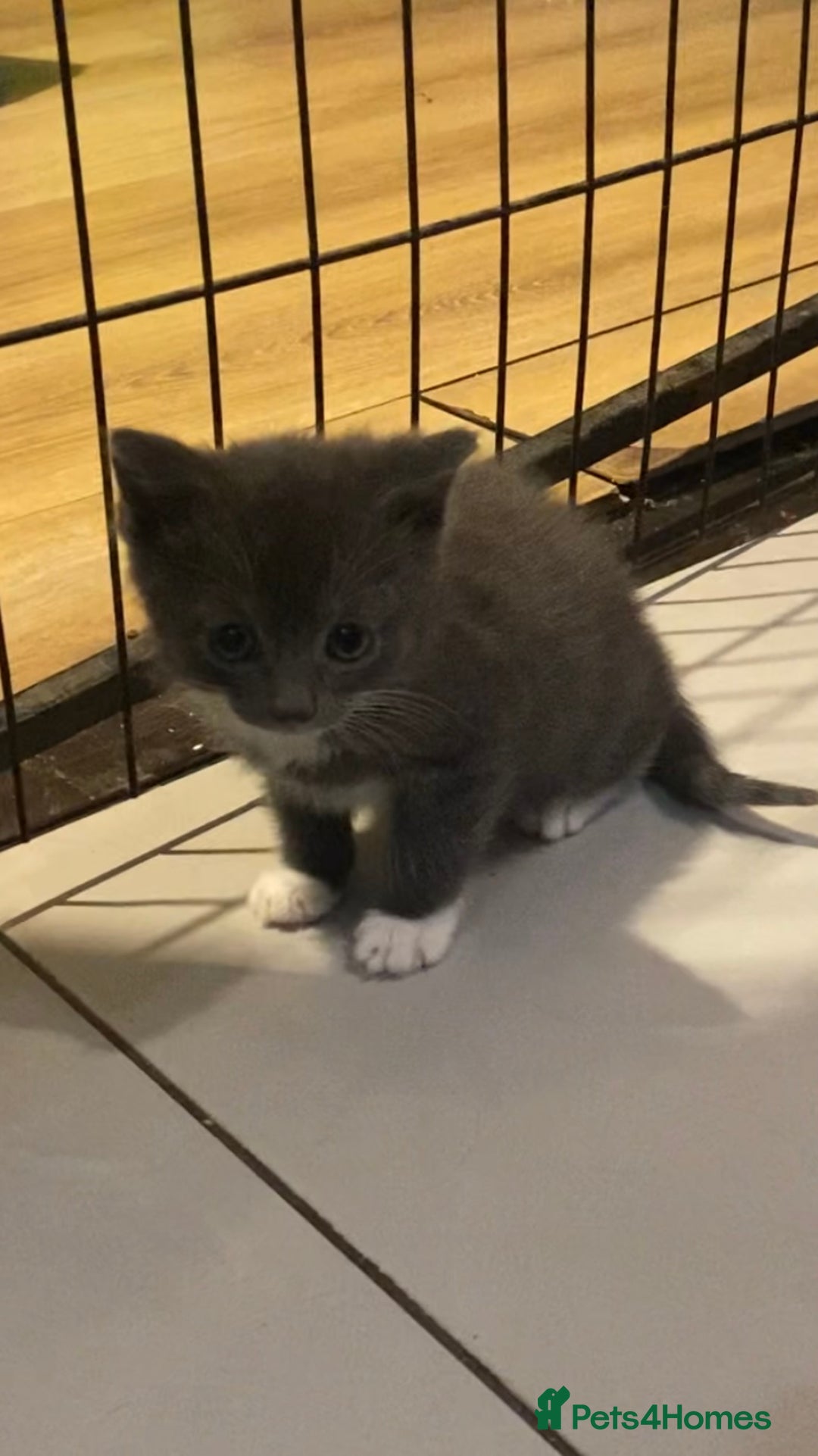 British Shorthair cats for sale: 6 kittens mixture of colours, bred from house cat  - Image 7
