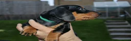 Dachshund dogs for sale: 7 dachshund pups for sale in Bradford - Advert 8