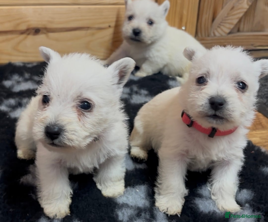 West Highland Terrier dogs for sale: Beautiful west highland terrier puppies for sale  - Image 8