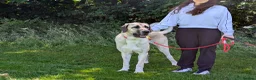 Anatolian Shepherd dogs for sale: Anatolian Shepherd  - Advert 2