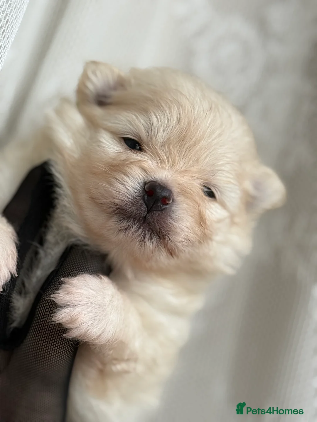 Pomeranian dogs for sale: Black and cream puppies - Advert 29