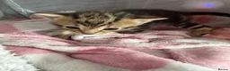 Mixed Breed cats for sale: Beautiful boy kittens  in Kilmarnock - Advert 20