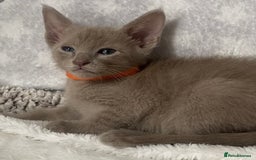 Oriental cats for sale: Oriental X Siamese  - Image 17