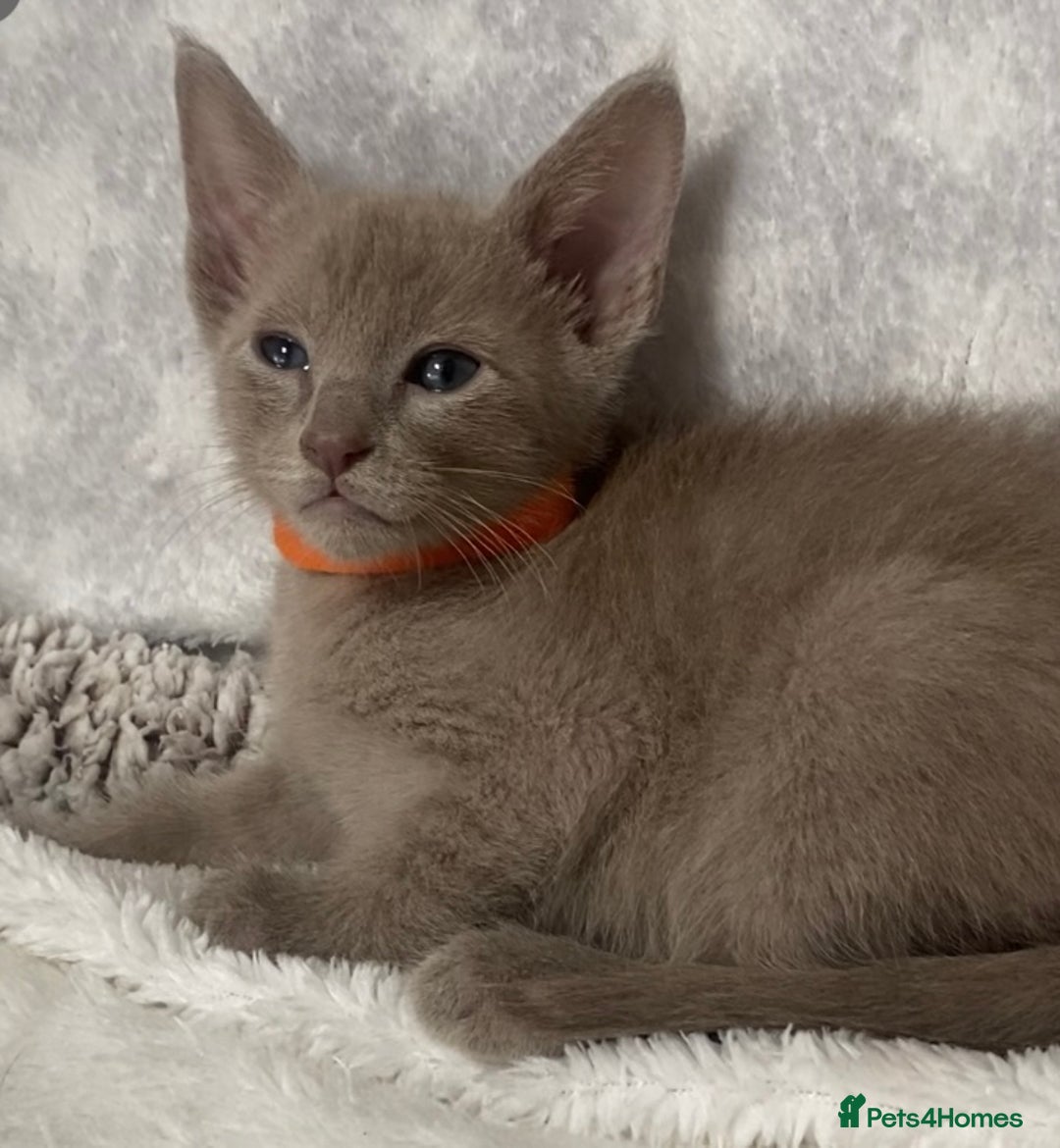 Oriental cats for sale: Oriental X Siamese  - Image 17